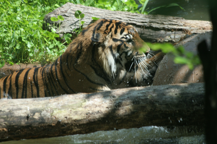 Dallas Zoo (30).jpg