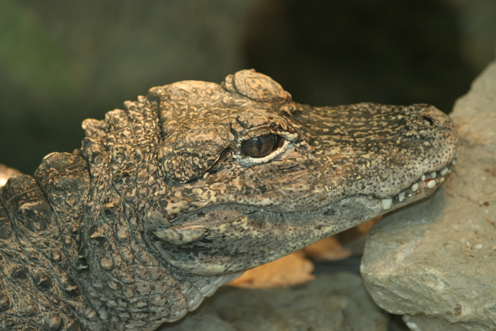 Dallas Zoo (31).jpg