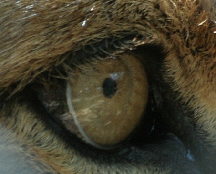 aDallas Zoo 091.jpg