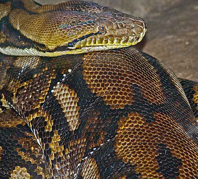 snakecoilDSC00516.jpg