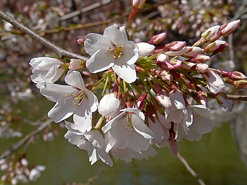 cherryblossomDSC01763.jpg