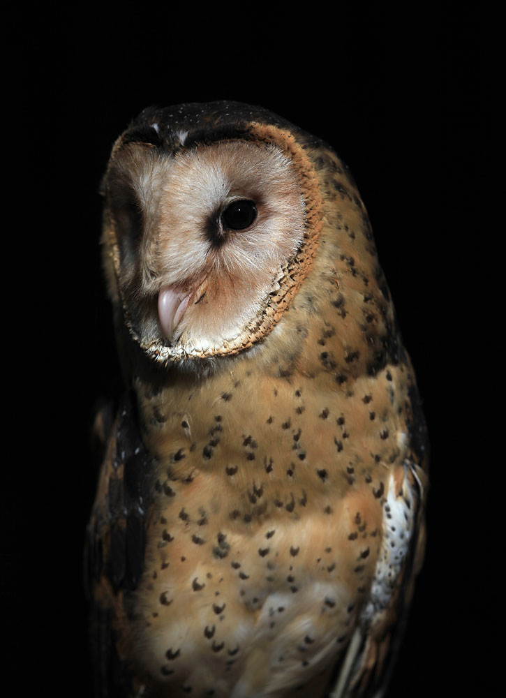 Grass Owl