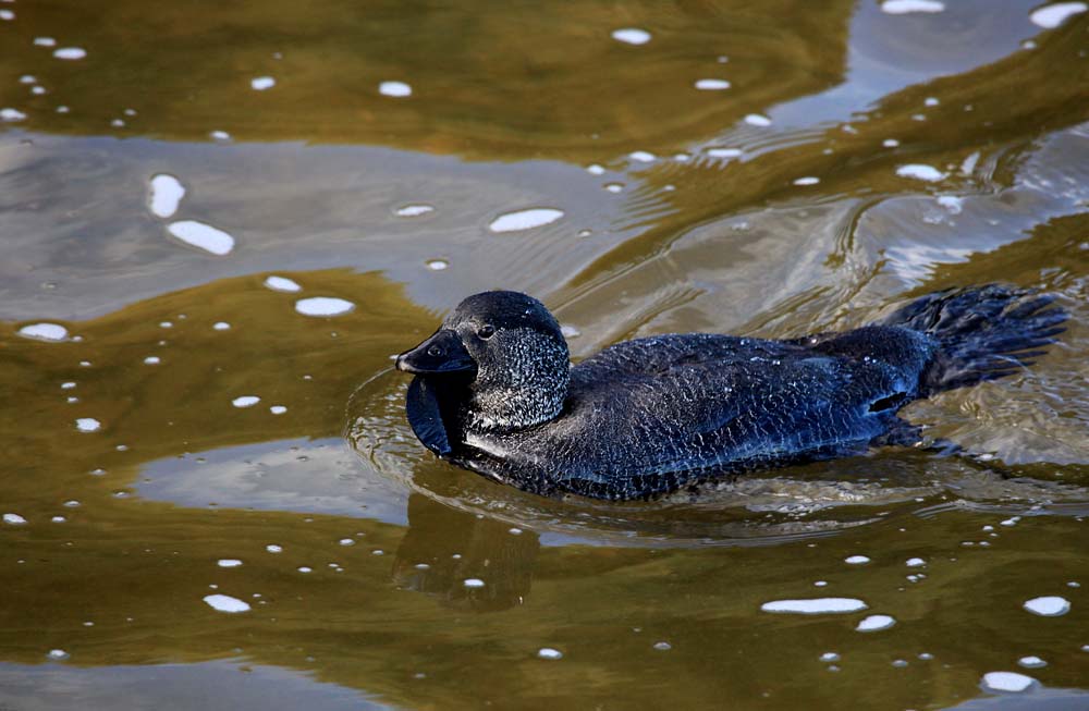 Musk Duck