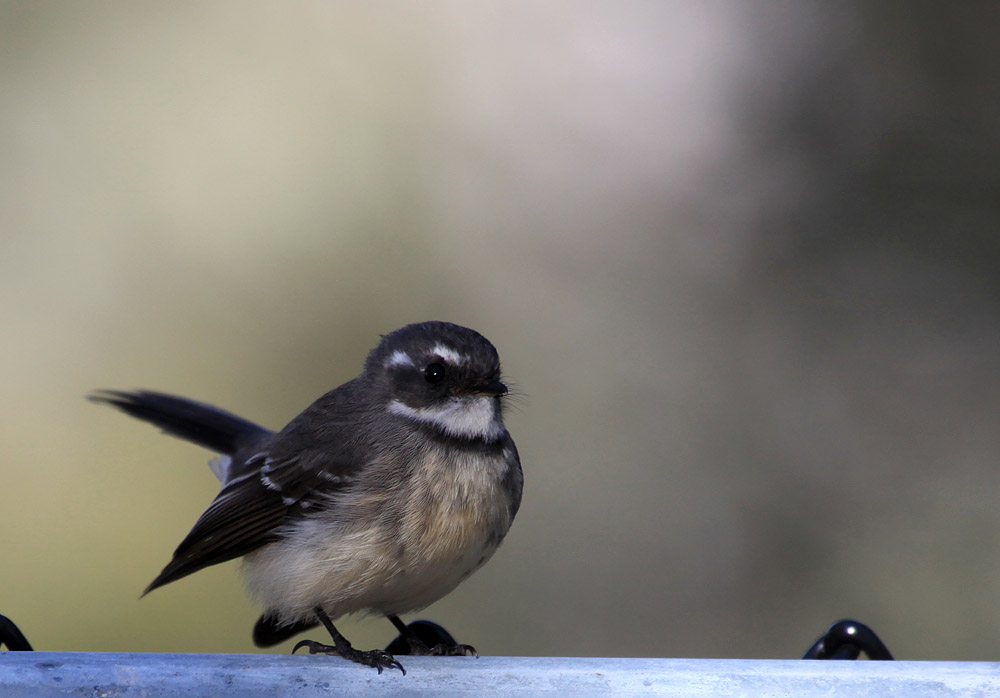 Grey Fantail