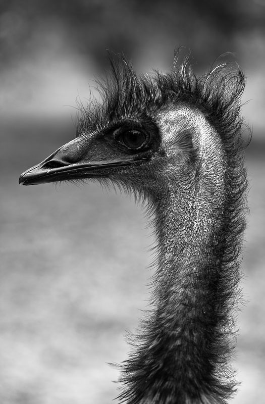 Emu