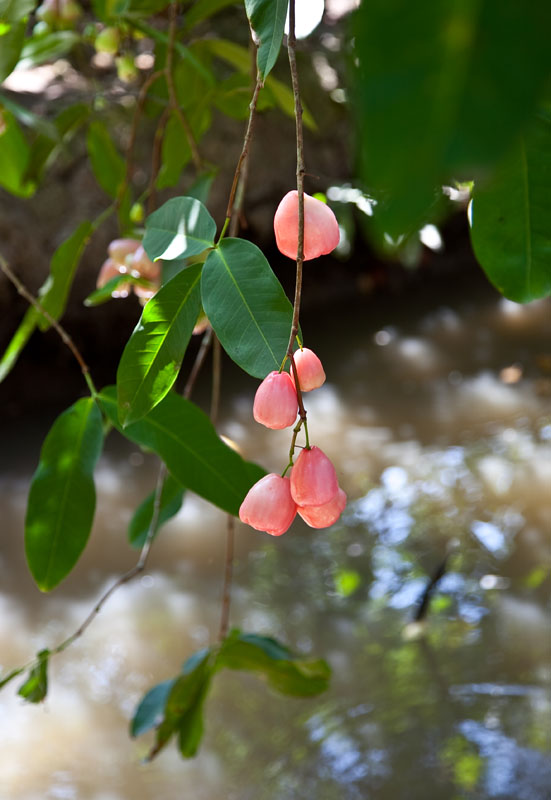 Rose apples in a Mekong orchard