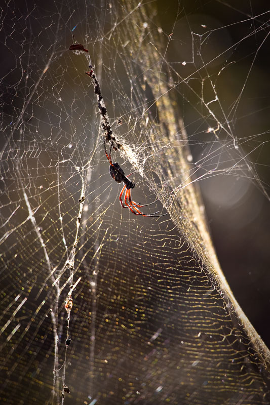 Backlit Golden Orb web