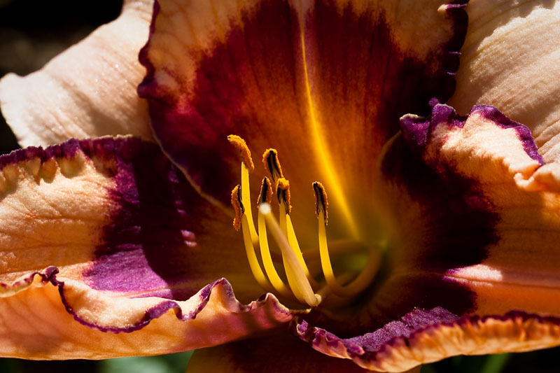 Day Lily