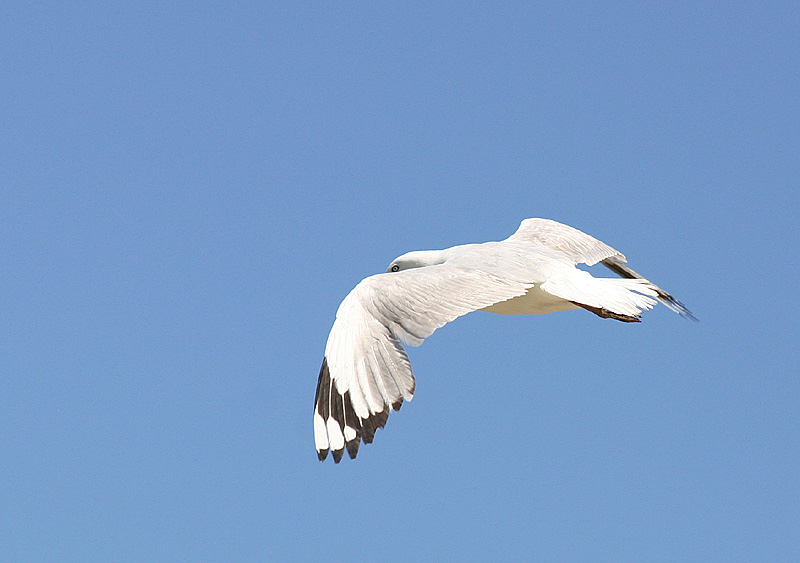 Gull