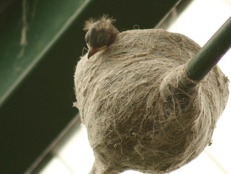 baby Willy Wagtail