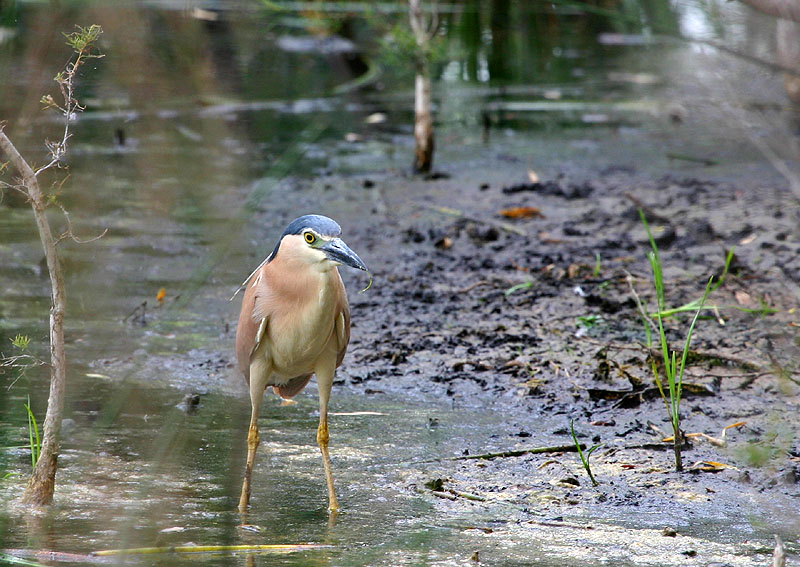 Nankeen Night Heron