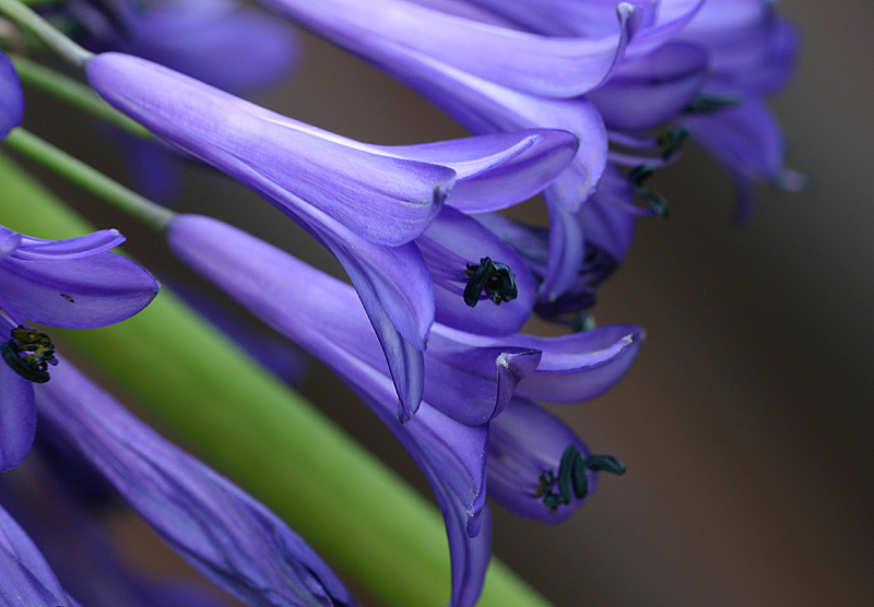 Agapanthus