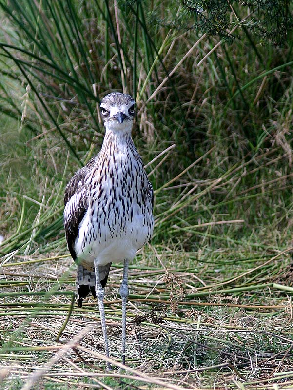 Bush Stone-Curlew