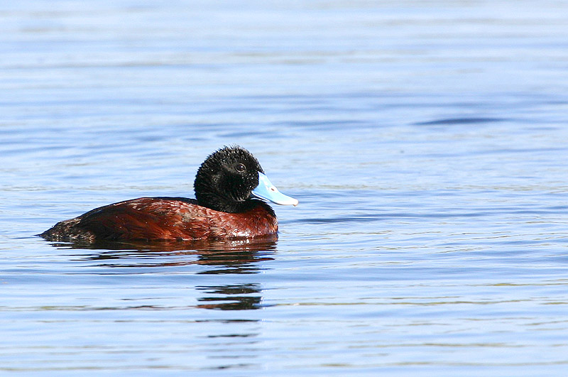 Blue-Billed Duck