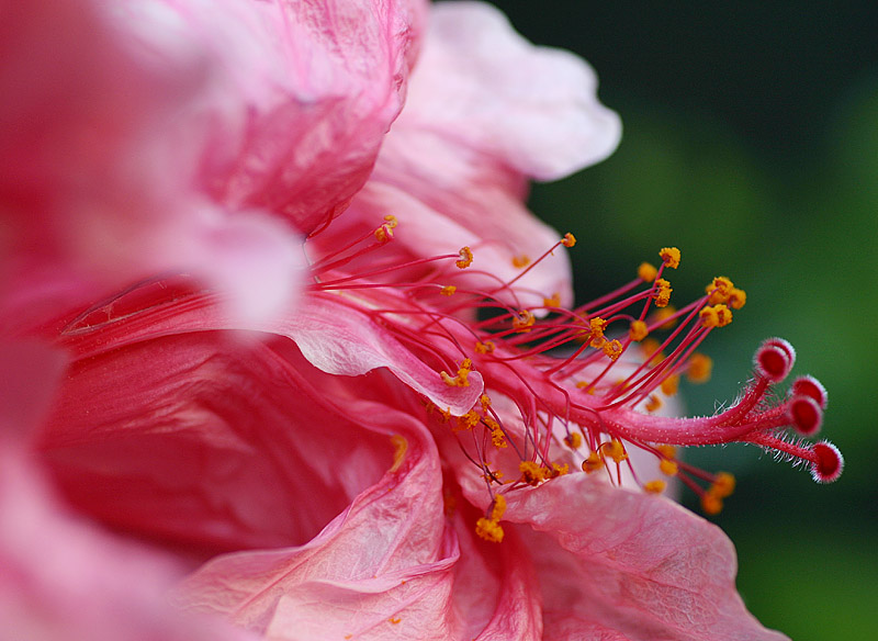 January 23.  Hibiscus (again)