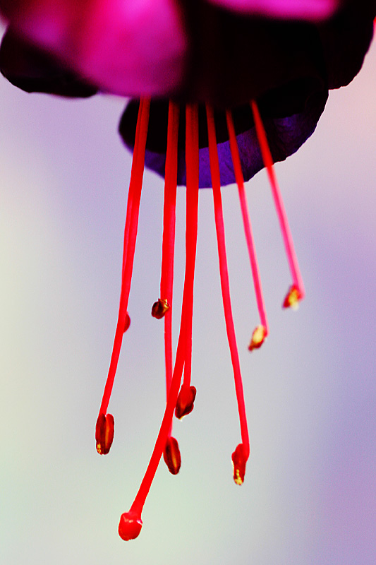 January 26. Fuchsia