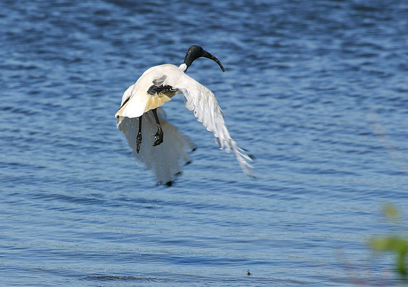 Australian White Ibis