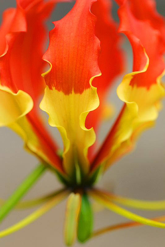 January 30. Gloriosa superba