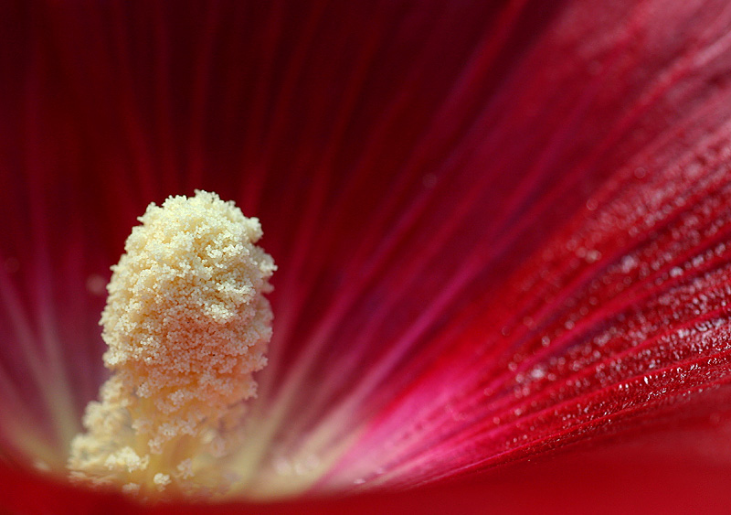 Hollyhock