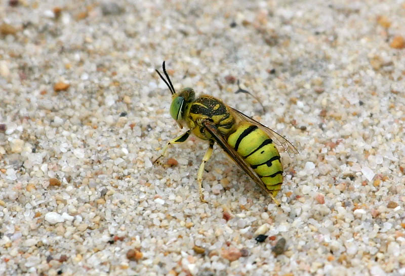 February 15. Green burrowing bee