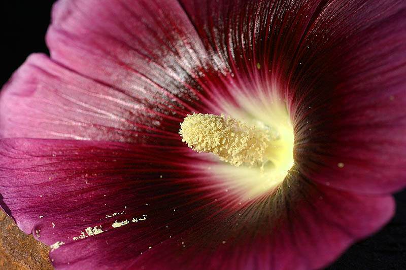 Hollyhock2