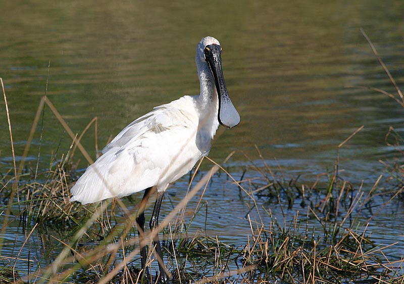 Royal Spoonbill