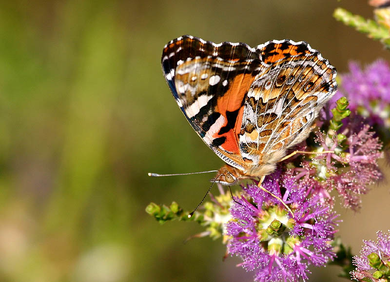 Underwings