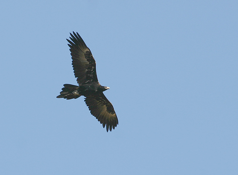 Wedge-Tailed  Eagle