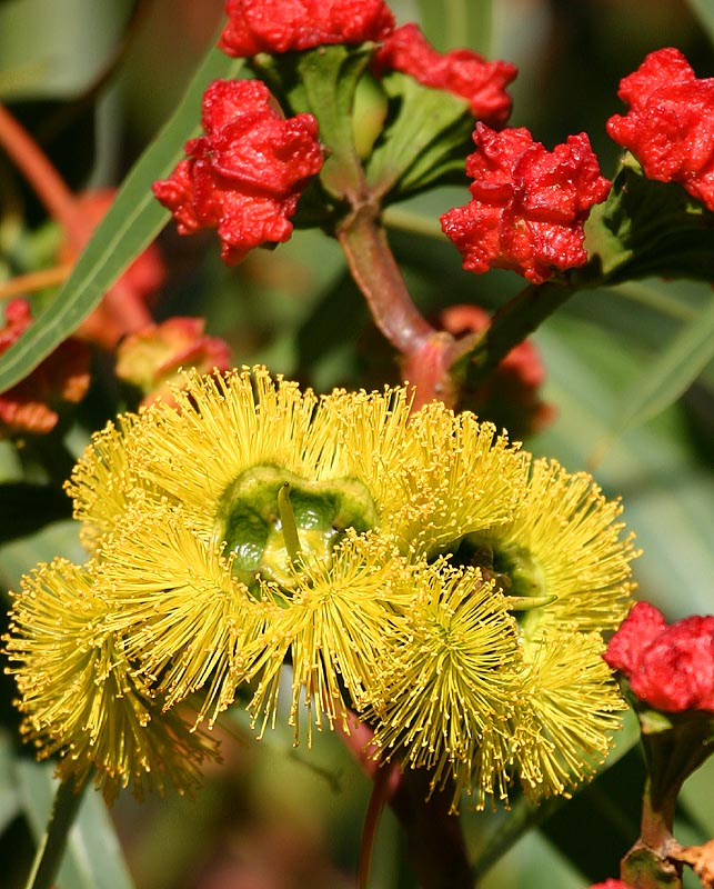 April 5.  Eucalyptus erythrocorys