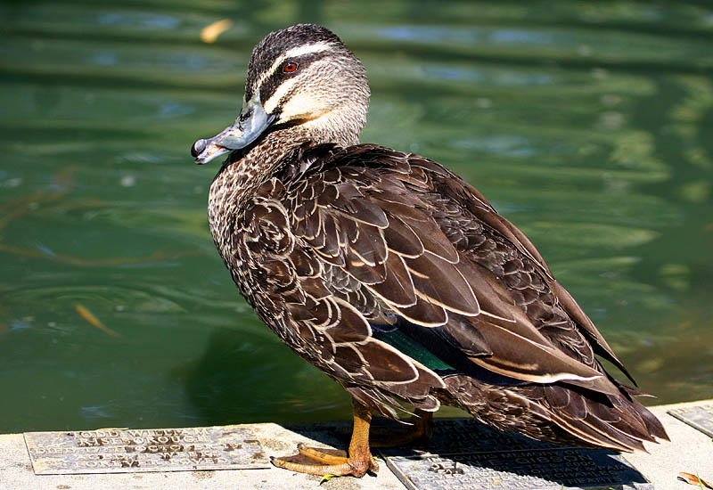 Pacific Black Duck