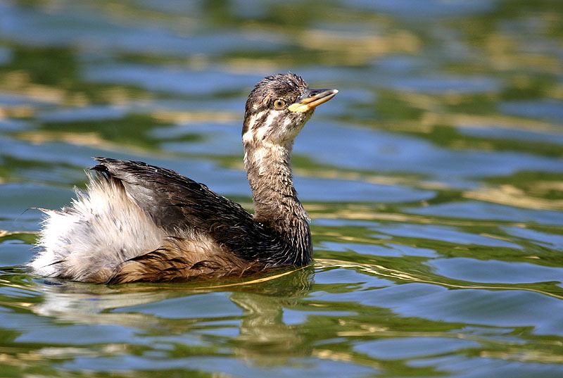 Australasian Grebe (juvenile.)