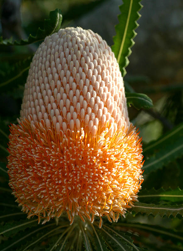 Acorn Banksia