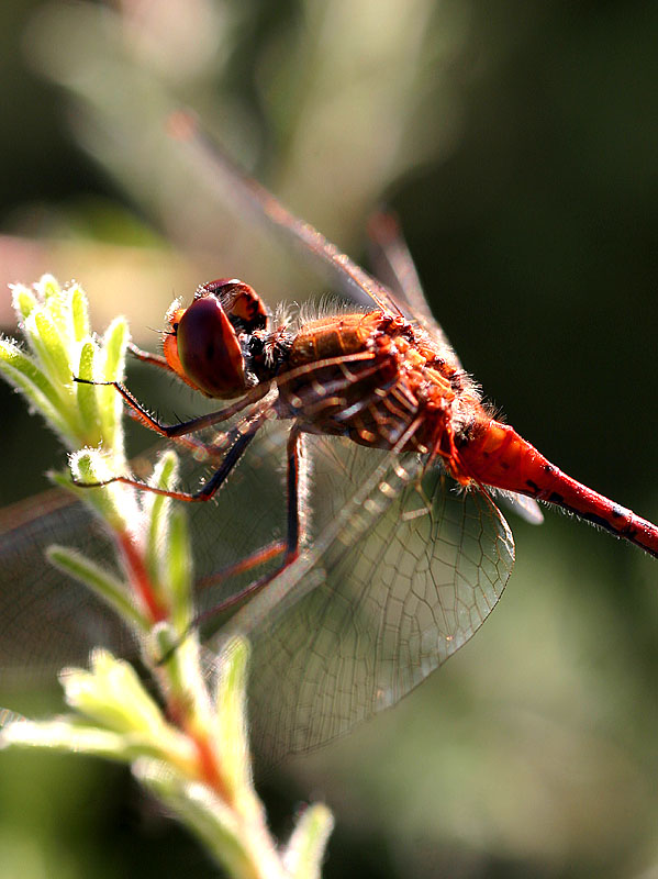 April 12. Diplacodes bipunctata (Wandering Percher)