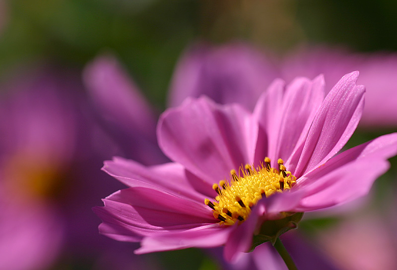 Cosmos