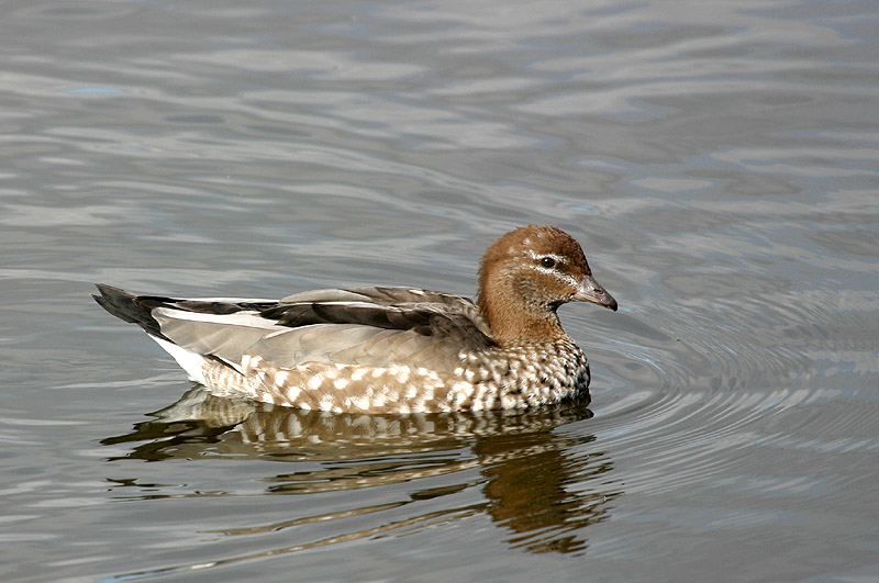 Australian Wood Duck