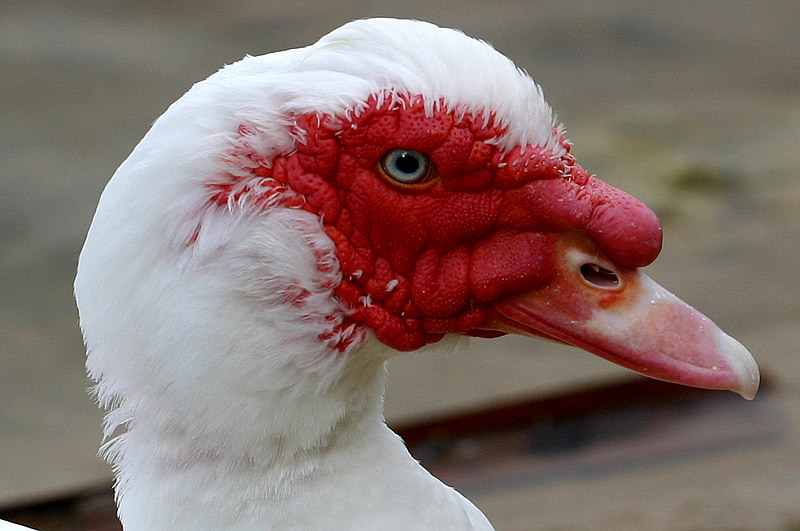 May 19. Muscovy