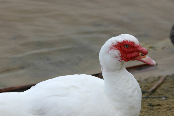 Muscovy