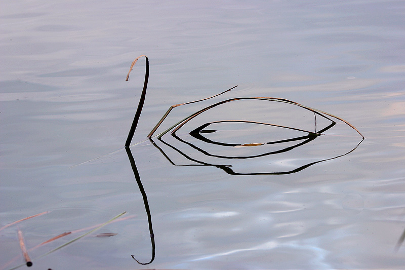 May 28. Abstract swan