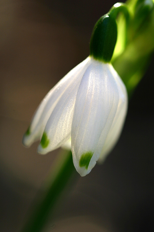 June 6. First winter bulb