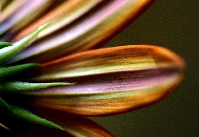 Gazania