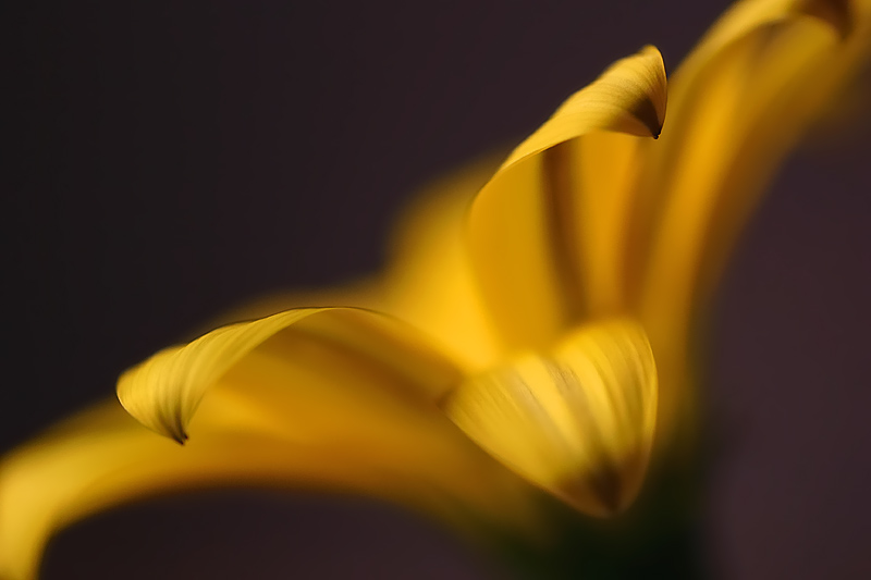 June 10. Gazania