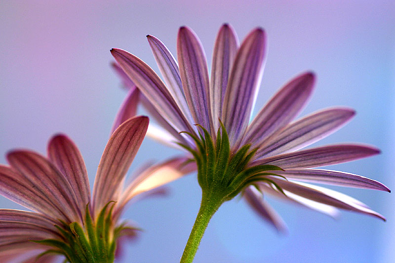 June 13. Osteospermum