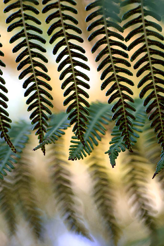 June 18. Tree ferns