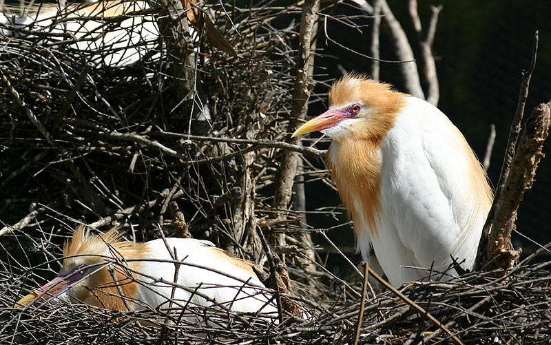 June 20. Cattle egrets