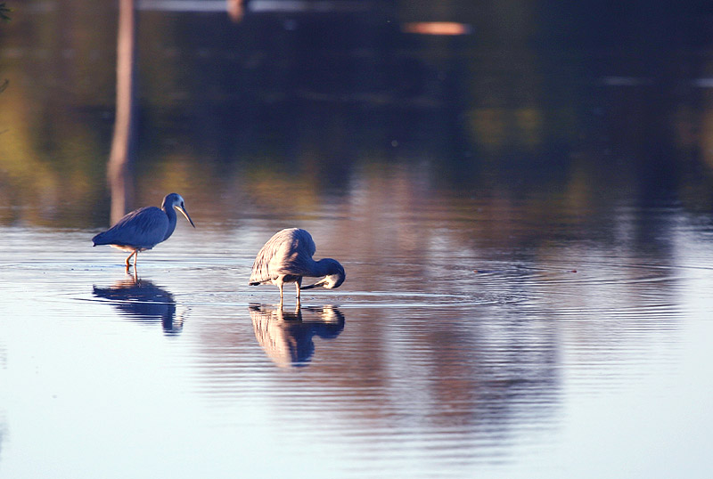 June 24. White faced Heron at sundown