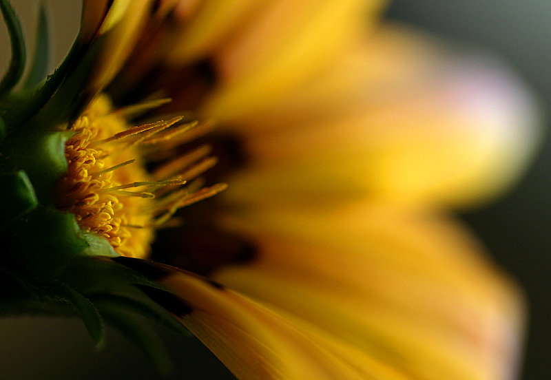 June 26. African daisy