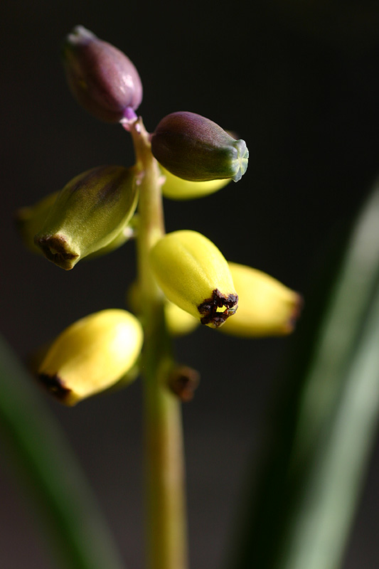 July 21. Heavenly fragrance