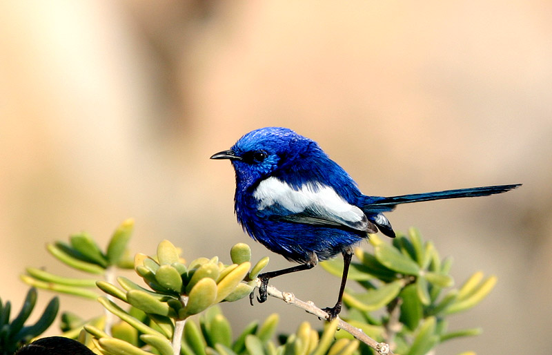 July 30. White Winged Fairy Wren