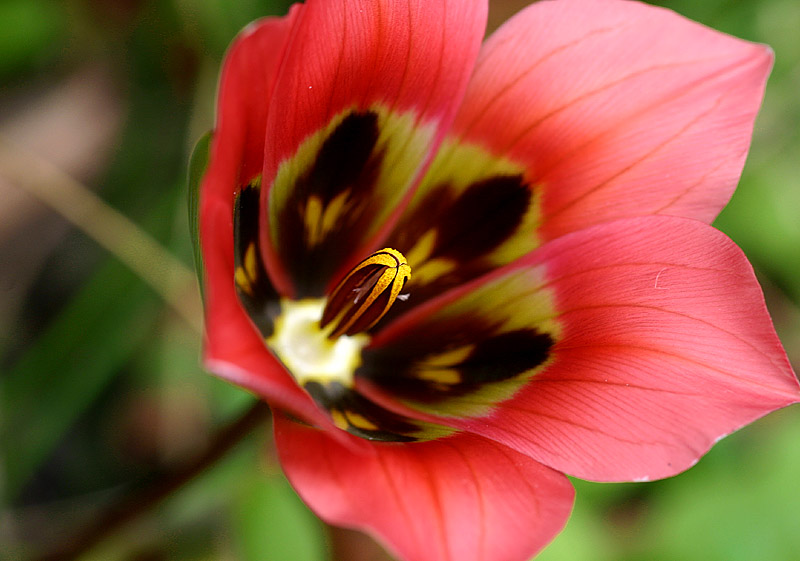 August 2. Romulea sabulosa