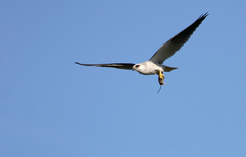 August 4. Black Shouldered Kite
